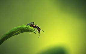 	   Ant on a leaf