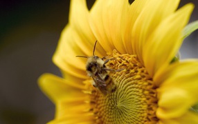 	   Bee on yellow flower