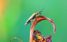 Жук сидит на цветке