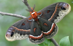 	   Big beautiful butterfly
