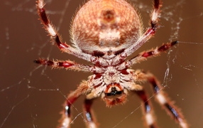 Большой паук