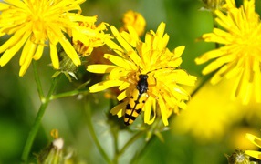 Жук на желтом цветке