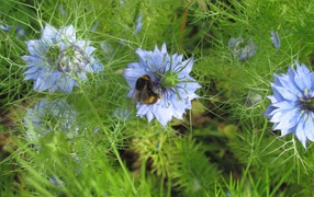 	   Bumblebee on a blue flower