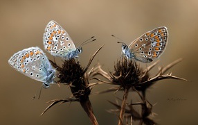 	   Butterflies on the thorns