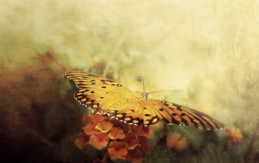 	   Butterfly in flight