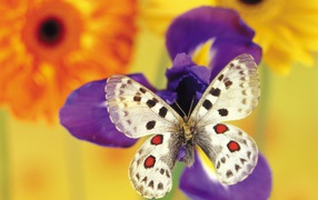 	   Butterfly on a flower