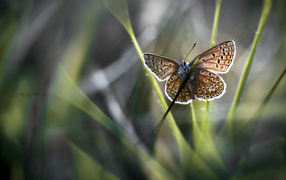 	   Butterfly on a stalk