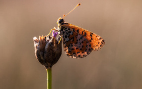 	   Butterfly on flower Bud
