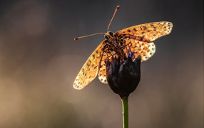 	   Butterfly on flower stalk