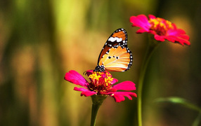 	   Butterfly on red flower