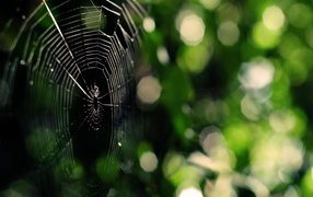 Паутина на зеленой природе