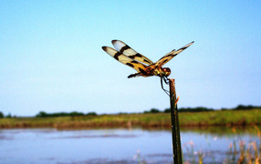 	   Dragonfly on a stick