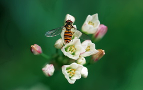 	   Fly on the white flowers