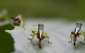 Саранча на листке