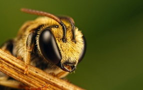 	   Head bees
