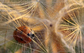 Божья коровка в паутине