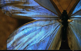 	   Large blue butterfly
