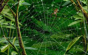 	   Spider web with water drops
