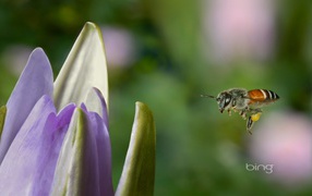Пчела летит к цветку
