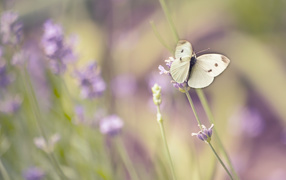 	   White butterfly