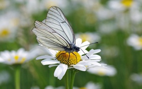 	   White butterfly on camomile