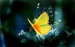 	   Yellow butterfly on a flower