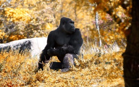 Gorilla posing for a photograph