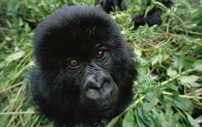 Look cub gorilla