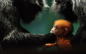 Обезьянья семья