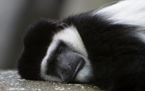 Обезьяна спит