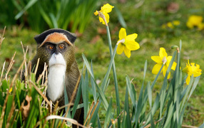 Обезьяна в желтых цветках