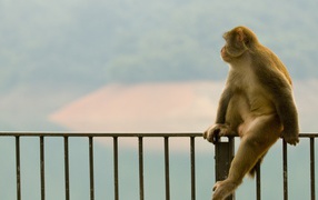 	  Monkey sitting on a fence