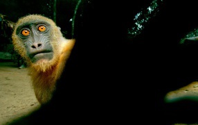 	  Monkey with yellow eyes