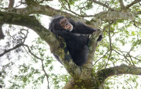 	   Chimpanzees on the tree