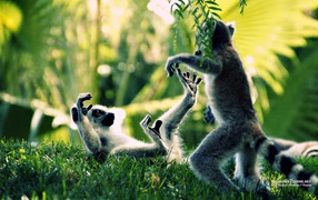 	   Monkey fight