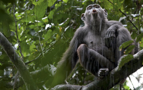 Обезьяна под дождем