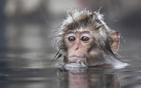 	   Monkey in the water