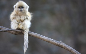 	   The little monkey sitting on a branch