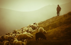 Пастух и отара овец