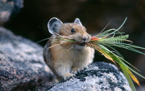 Hamster with grass