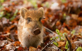 Маленький дикий поросенок
