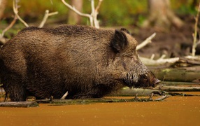 	   Boar in the swamp