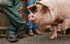 Свинья на улице города