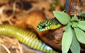 A green snake 2