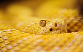 Гремучая змея альбинос