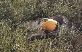 Анаконда заглатывает еду