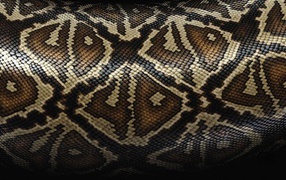 Beautiful snake skin