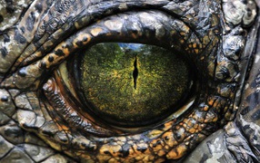 Eyes reptiles