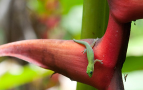 Зеленая ящерица