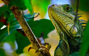Green lizard on a branch